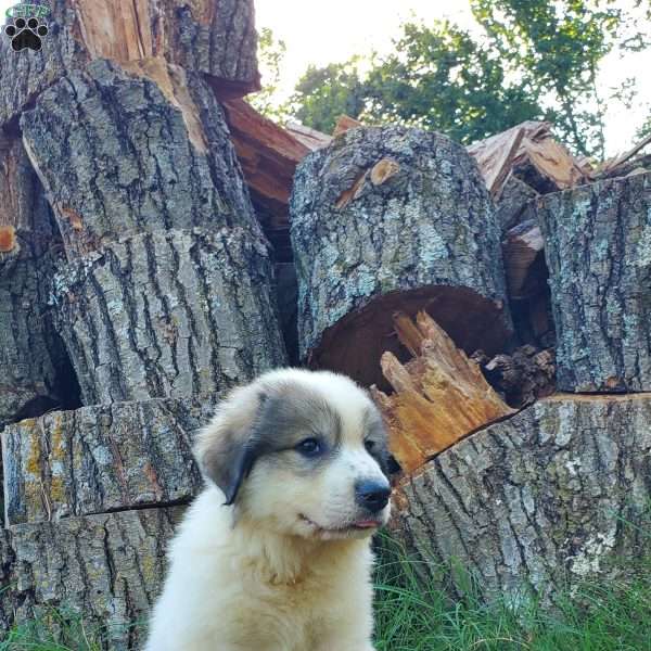 Smudge, Great Pyrenees Puppy